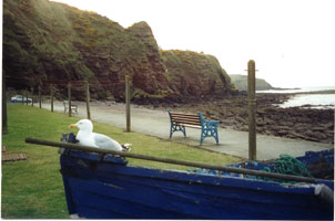 Photograph of the seaview form the cottage front door over the old boat with seagull sitting on it